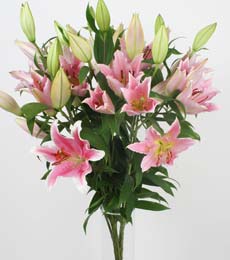  Ankara 14 �ubat ucuz �i�ek g�nder  5 Pembe lilyum kazablanka buket �i�ek modeli