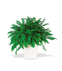  Ankara 14 �ubat online �i�ek g�nderme sipari�  Decorative Fern ask merdiveni