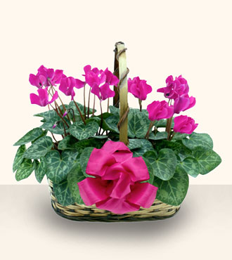  Ankara 14 �ubat cicek , cicekci  Double Cyclamen sepette