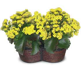  Ankara 14 �ubat cicekciler , cicek siparisi  Double Kalanchoe sepette