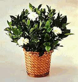  Ankara 14 �ubat 14 �ubat sevgililer g�n� �i�ek  Gardenia Plant ithal saksi