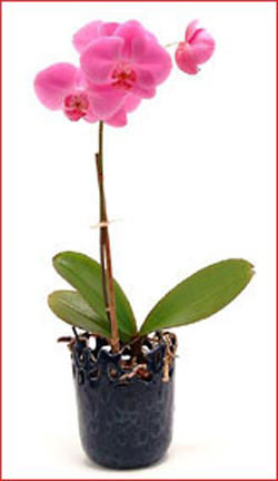  Ankara 14 ubat iek maazas , ieki adresleri  Phalaenopsis Orchid Plant