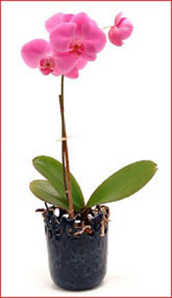  Ankara 14 �ubat �i�ek ma�azas� , �i�ek�i adresleri  Phalaenopsis Orchid Plant