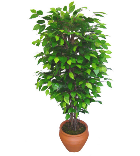 Ficus Benjamin 1,50 cm   Ankara 14 �ubat anneler g�n� �i�ek yolla 