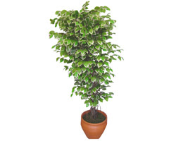 Ficus �zel Starlight 1,75 cm   Ankara 14 �ubat cicek , cicekci 
