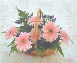 gerbera �i�eklerinde sepet   Ankara 14 �ubat �i�ek yolla �i�ek�i 