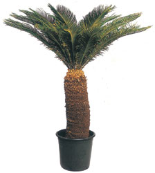  Ankara 14 �ubat sevgilime hediye �i�ek yolla  CYCAS ORTA B�Y�KL�KTE