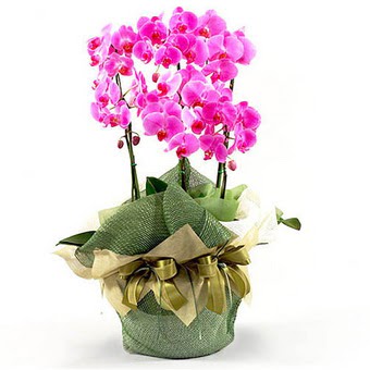  Ankara 14 ubat nternetten iek siparii  2 dal orkide , 2 kkl orkide - saksi iegidir
