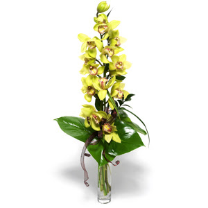  Ankara 14 �ubat �i�ek yolla �i�ek�i  1 dal orkide �i�egi - cam vazo i�erisinde -