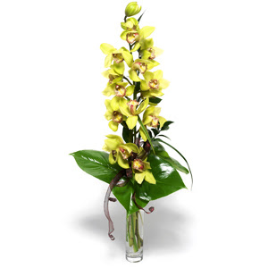  Ankara 14 ubat nternetten iek siparii  cam vazo ierisinde tek dal canli orkide