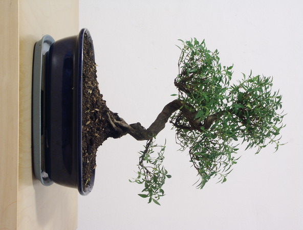 ithal bonsai saksi iegi  Ankara 14 ubat iek siparii vermek 