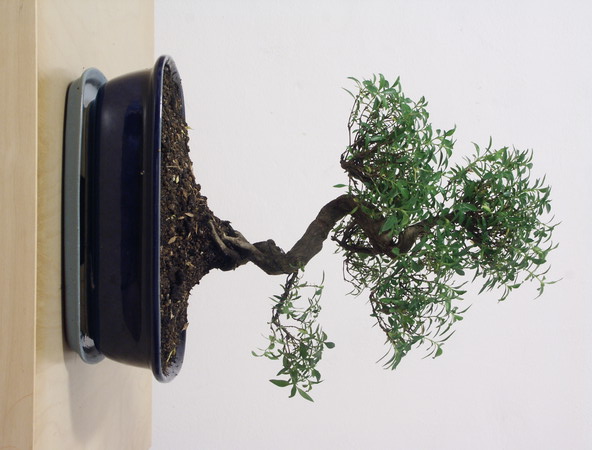 ithal bonsai saksi �i�egi  Ankara 14 �ubat �i�ek sipari�i vermek 