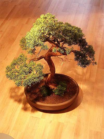 ithal bonsai saksi �i�egi  Ankara 14 �ubat �i�ek ma�azas� , �i�ek�i adresleri 