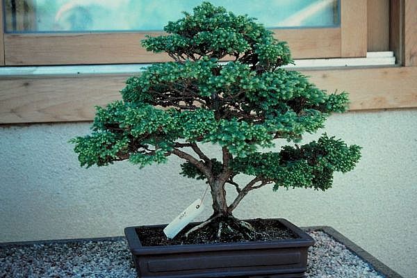 ithal bonsai saksi �i�egi  Ankara 14 �ubat 14 �ubat sevgililer g�n� �i�ek 