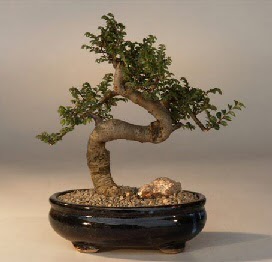 ithal bonsai saksi iegi  Ankara 14 ubat 14 ubat sevgililer gn iek 