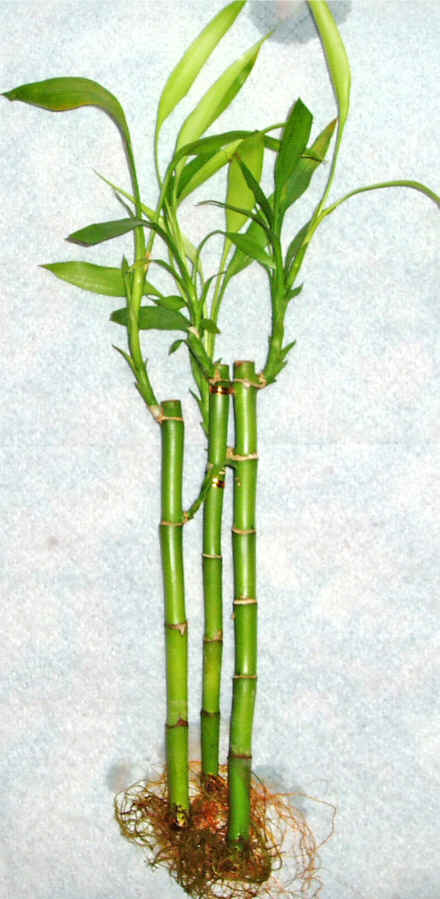 Lucky Bamboo 3 adet vazo hediye edilir   Ankara 14 ubat cicek , cicekci 