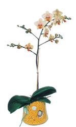  Ankara 14 ubat online iek gnderme sipari  Phalaenopsis Orkide ithal kalite