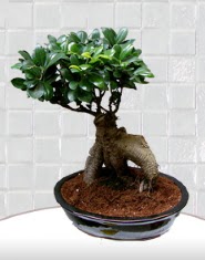 saks� �i�e�i japon a�ac� bonsai  Ankara 14 �ubat kaliteli taze ve ucuz �i�ekler 