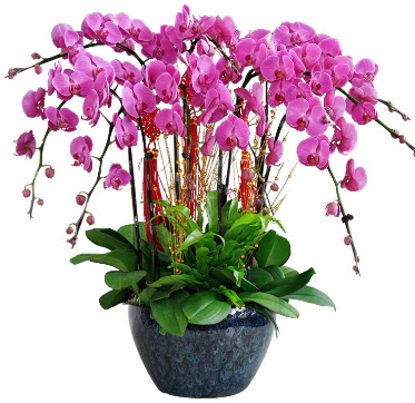 9 dall mor orkide  Ankara 14 ubat 14 ubat sevgililer gn iek 