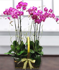 4 dall� mor orkide  Ankara 14 �ubat g�venli kaliteli h�zl� �i�ek 