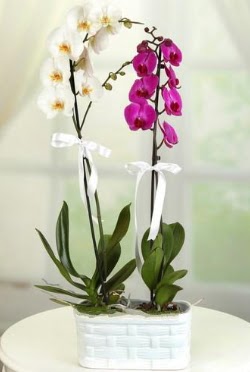 1 mor 1 dal beyaz thal orkide sepet ierisinde  Ankara 14 ubat iek maazas , ieki adresleri 