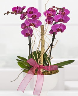 2 dall nmor orkide  Ankara 14 ubat anneler gn iek yolla 