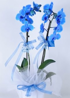 2 dall mavi orkide  Ankara 14 ubat internetten iek sat 