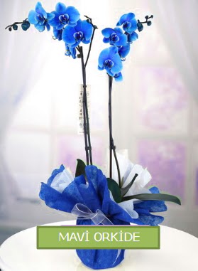 2 dall mavi orkide  Ankara 14 ubat iekiler 