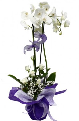 2 dall beyaz orkide 5 adet beyaz gl  Ankara 14 ubat ieki maazas 