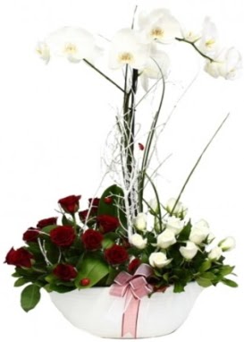 Tek dal beyaz orkide 8 beyaz 8 krmz gl  Ankara 14 ubat sevgililer gn iek sat 
