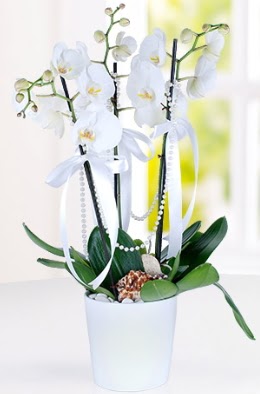 3 dall beyaz orkide  Ankara 14 ubat iek yolla ieki  