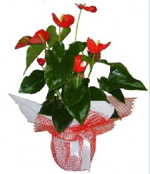 Antoryum saks� i� mekan s�s bitkisi  Ankara 14 �ubat �i�ek servisi , �i�ek�i adresleri 