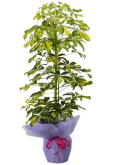 Schefflera Tekli �� mnekan saks� �i�e�i  Ankara 14 �ubat �i�ek�i ma�azas� 