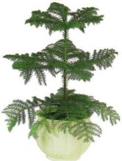 Araucaria Heterophylla i� mekan saks�  Ankara 14 �ubat �i�ek ma�azas� , �i�ek�i adresleri 