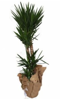 3 l� Yucca i� mekan saks� �i�e�i  Ankara 14 �ubat anneler g�n� �i�ek yolla 