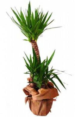 2 li yucca saks� �i�e�i  Ankara 14 �ubat �i�ek ma�azas� , �i�ek�i adresleri 