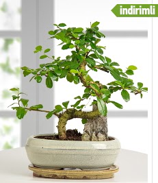 S eklinde ithal gerek bonsai japon aac  Ankara 14 ubat internetten iek sat 
