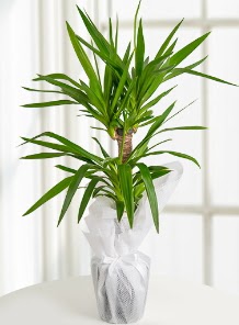 2 li yucca saks� i� mekan bitkisi  Ankara 14 �ubat sevgililer g�n� �i�ek sat��� 
