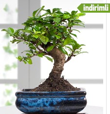 Bonsai japon a�ac�  Ankara 14 �ubat sevgililer g�n� �i�ek sat��� 