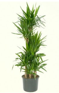 7 li yucca saks� bitkisi  Ankara 14 �ubat �i�ek servisi , �i�ek�i adresleri 