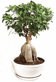 Bonsai japon a�ac� yaprak d�kmeyen  Ankara 14 �ubat �i�ek yolla �i�ek�i 