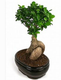 Bonsai saks� bitkisi japon a�ac�  Ankara 14 �ubat �i�ek sipari�i sitesi 