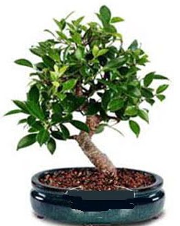 5 ya��nda japon a�ac� bonsai bitkisi  Ankara 14 �ubat anneler g�n� �i�ek yolla 