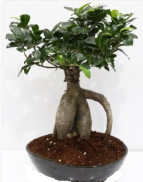 5 ya��nda japon a�ac� bonsai bitkisi  Ankara 14 �ubat internetten �i�ek sat��� 
