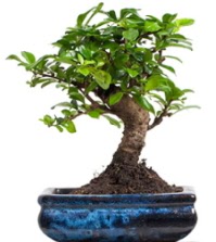 5 ya��nda japon a�ac� bonsai bitkisi  Ankara 14 �ubat sevgililer g�n� �i�ek sat��� 