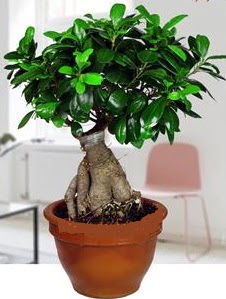 5 yanda japon aac bonsai bitkisi  Ankara 14 ubat online iek gnderme sipari 
