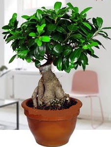 5 ya��nda japon a�ac� bonsai bitkisi  Ankara 14 �ubat online �i�ek g�nderme sipari� 