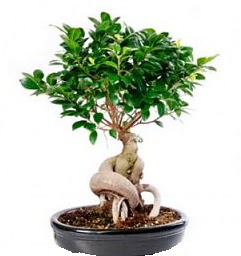 Bonsai Japon a�ac� saks� bitkisi  Ankara 14 �ubat 14 �ubat sevgililer g�n� �i�ek 