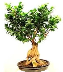 Bonsai Japon a�ac� saks� bitkisi  Ankara 14 �ubat �i�ek sipari�i sitesi 