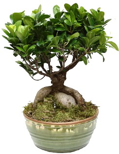 Japon aac bonsai saks bitkisi  Ankara 14 ubat nternetten iek siparii 